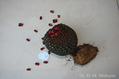 Sauromatum venosum